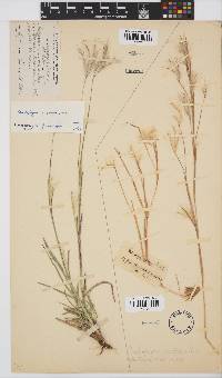 Andropogon eucomus image