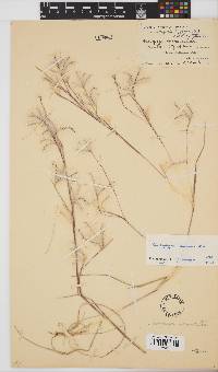 Andropogon eucomus image