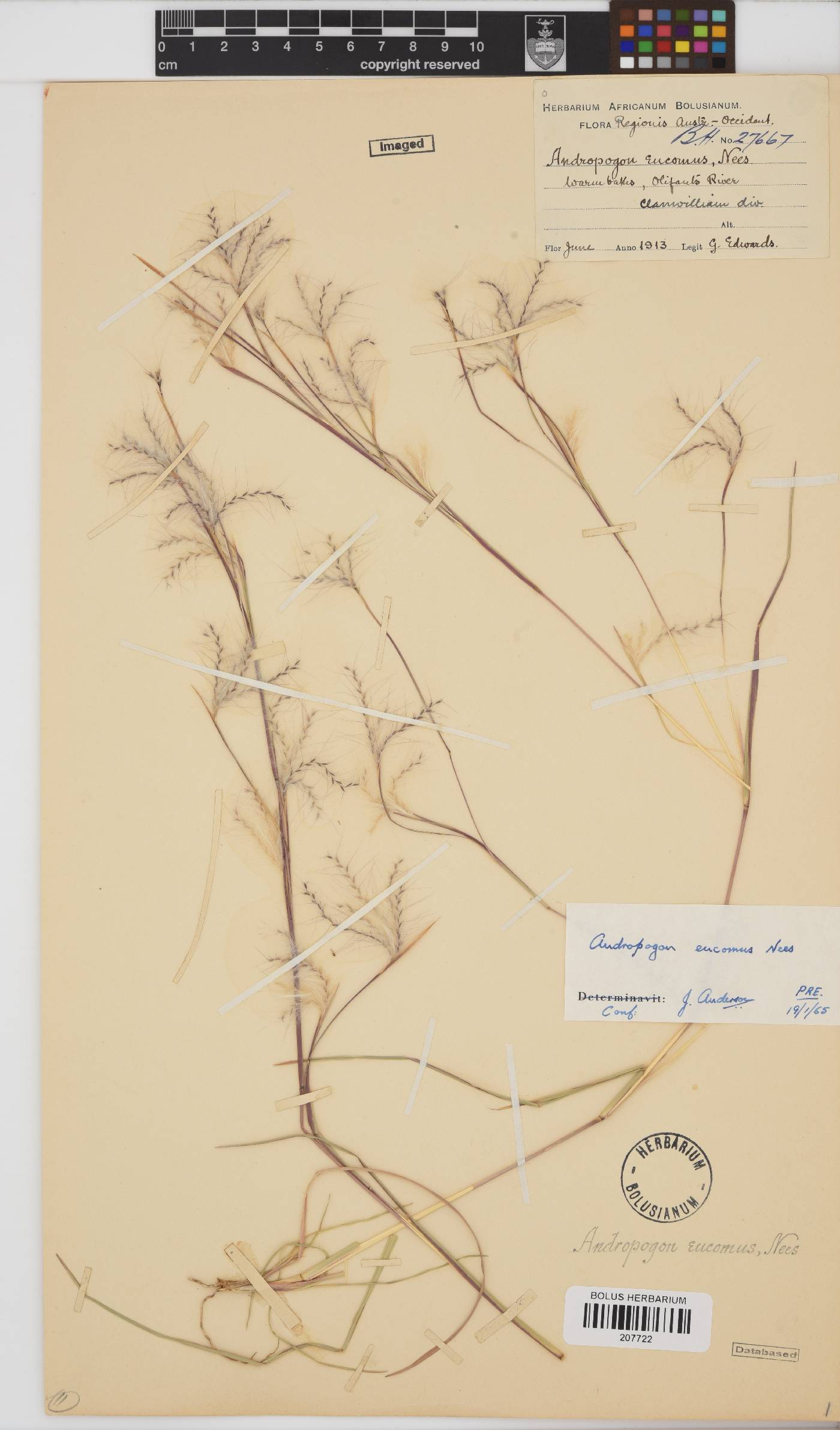 Andropogon eucomus image
