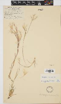 Andropogon eucomus image