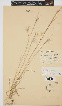 Andropogon eucomus image