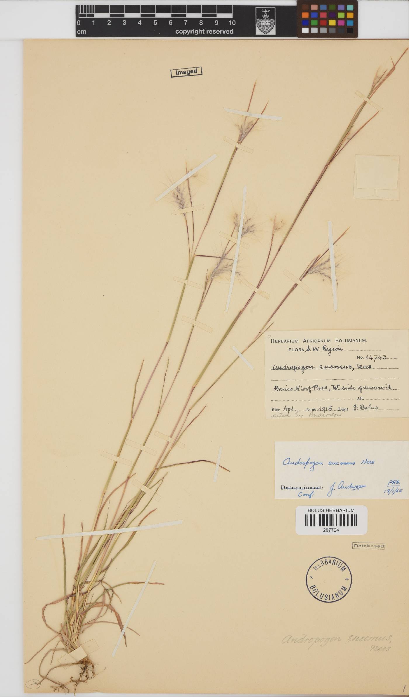 Andropogon eucomus image