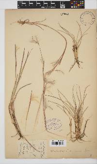 Andropogon eucomus image