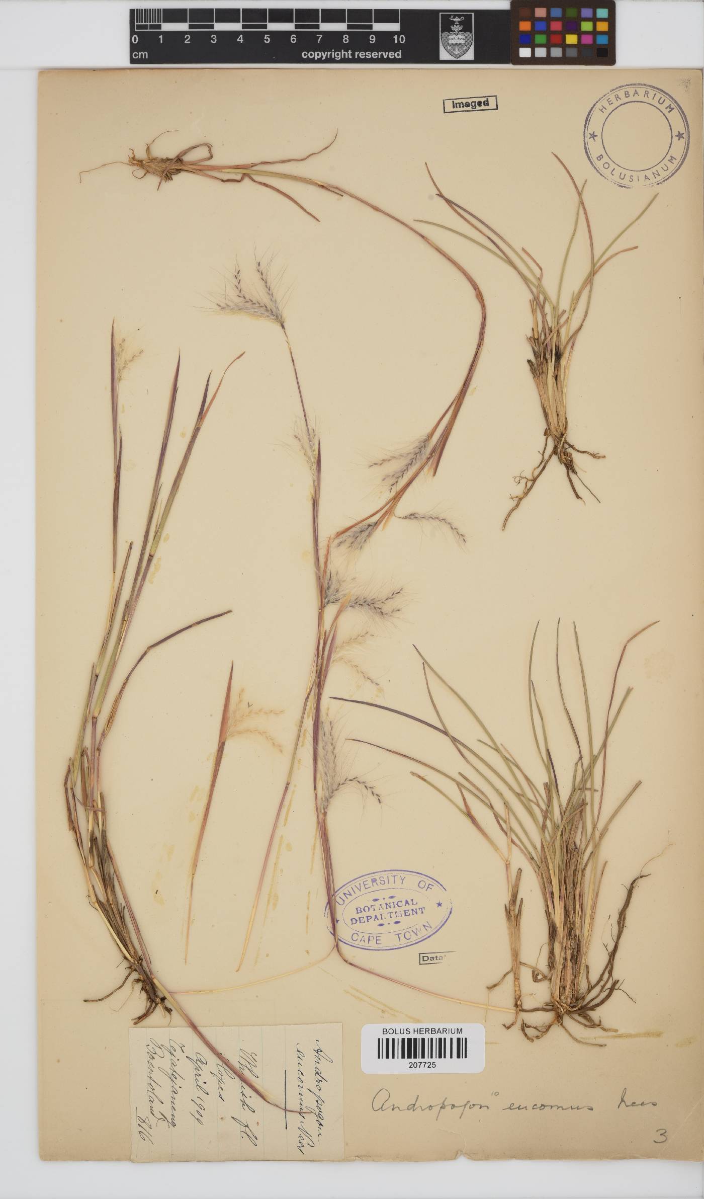 Andropogon eucomus image