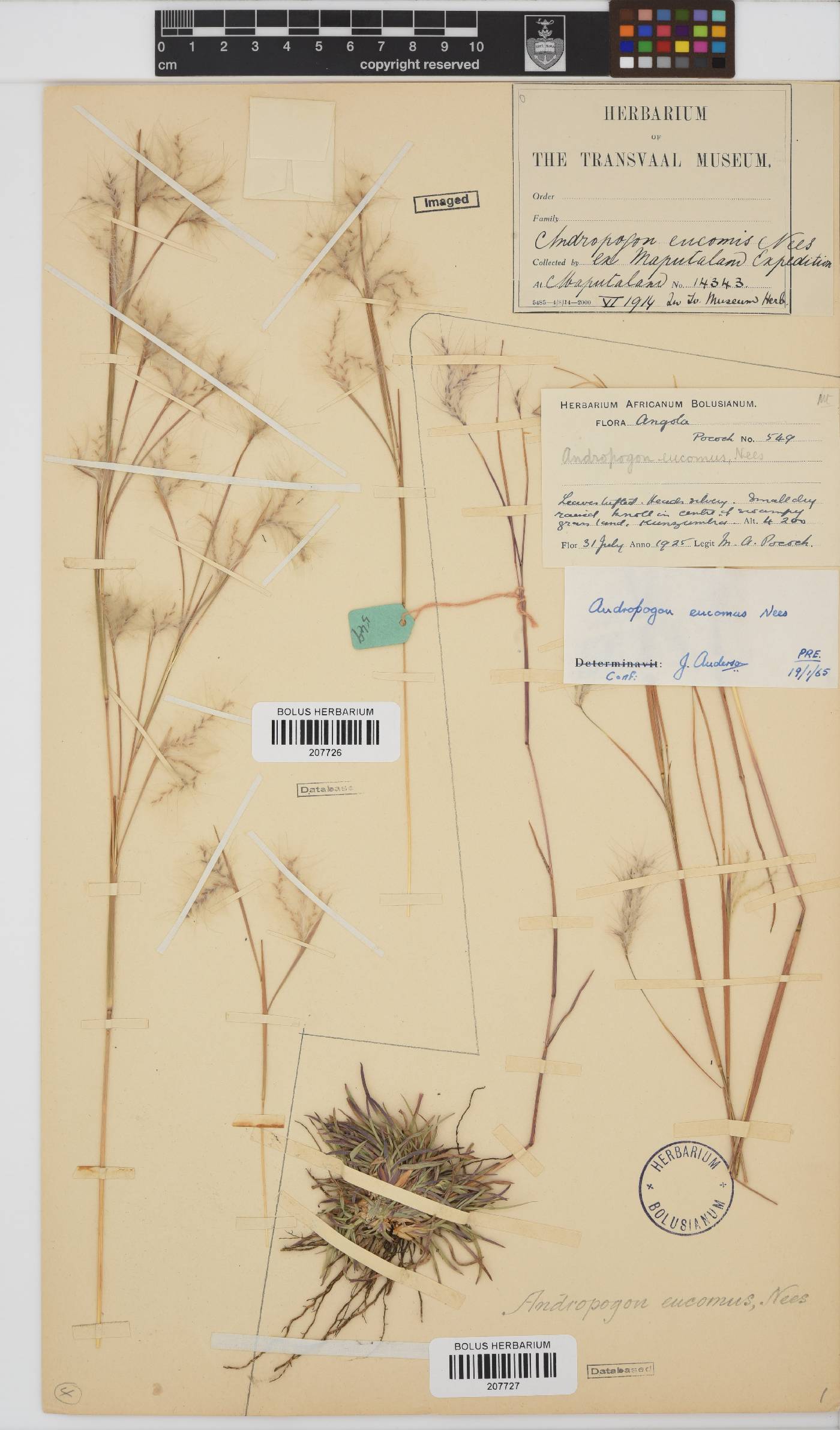 Andropogon eucomus image