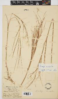 Andropogon eucomus image