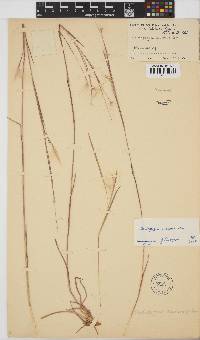 Andropogon eucomus image