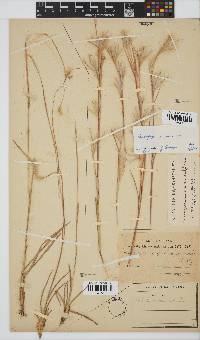 Andropogon eucomus image