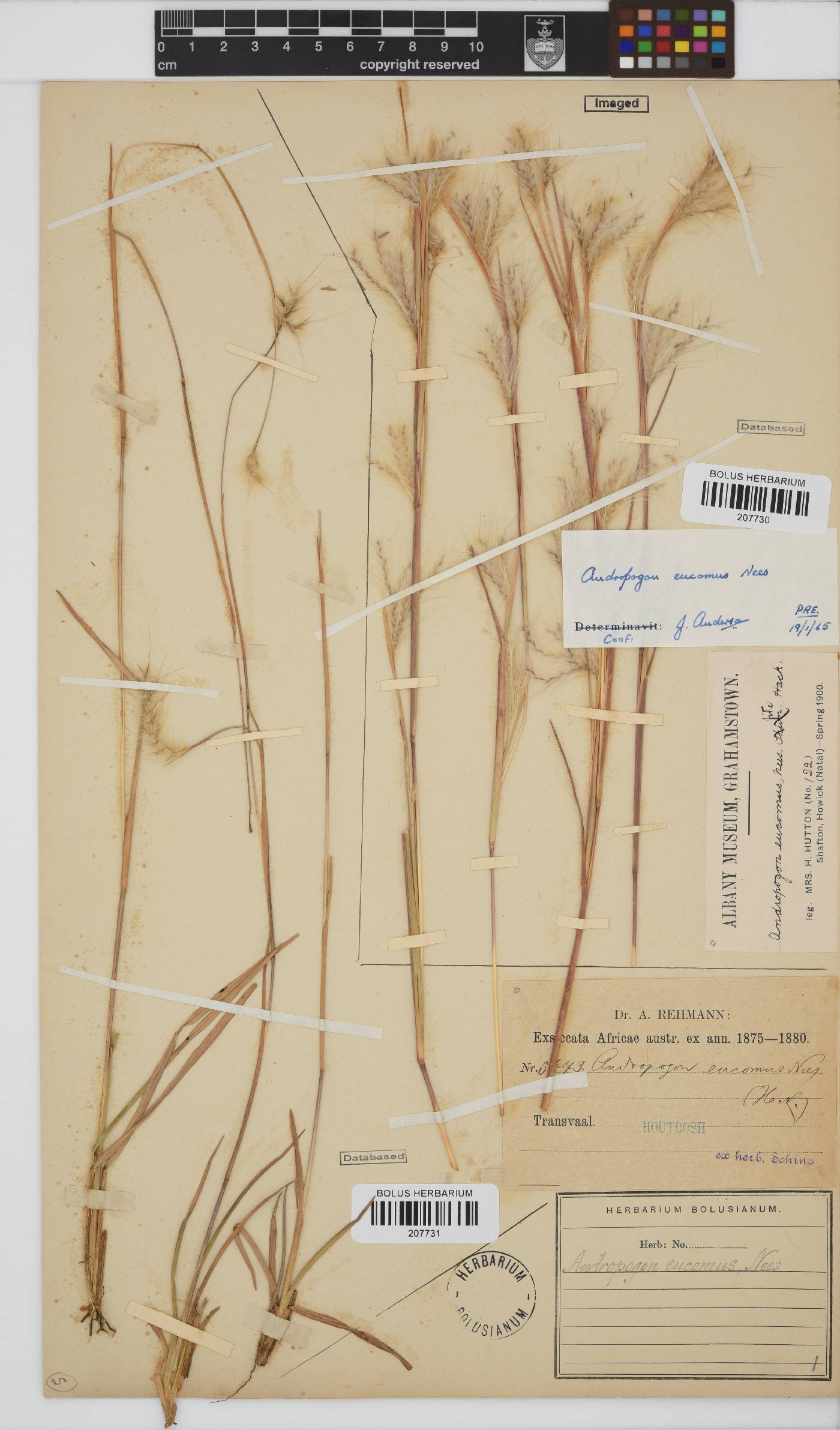 Andropogon eucomus image