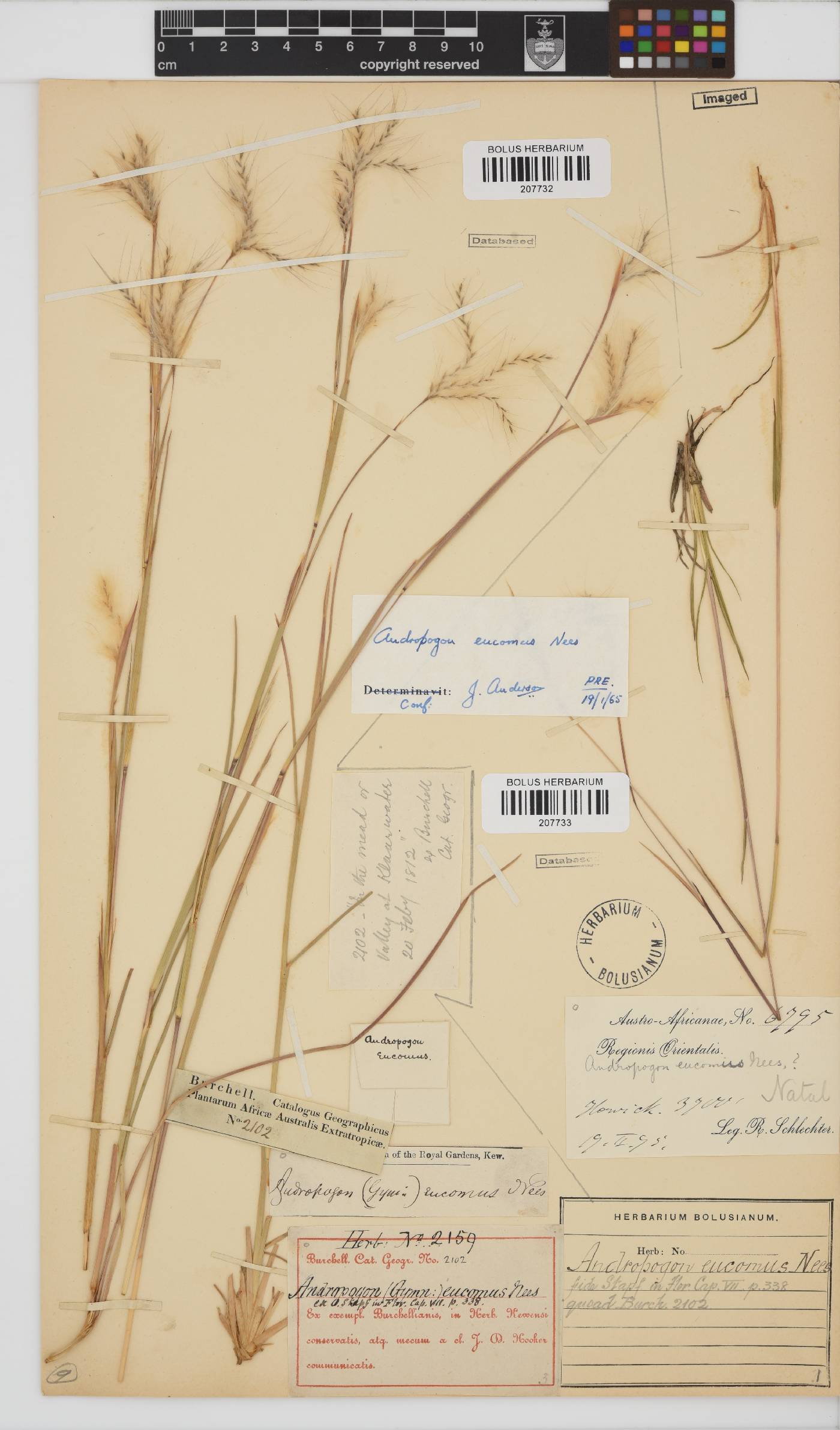 Andropogon eucomus image