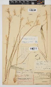 Andropogon eucomus image