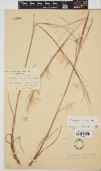 Andropogon eucomus image