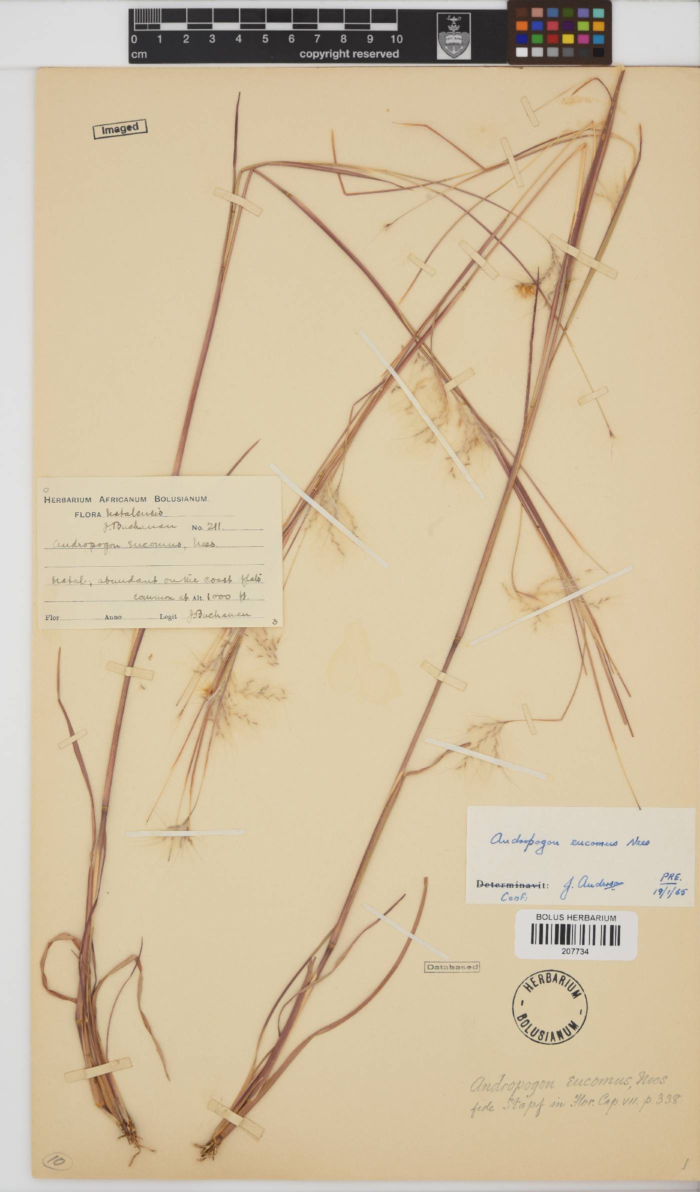 Andropogon eucomus image