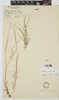 Andropogon eucomus image