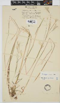 Andropogon eucomus image