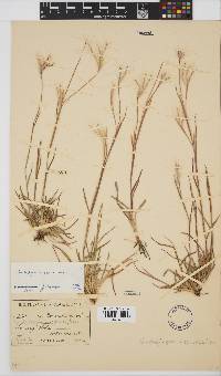 Andropogon eucomus image