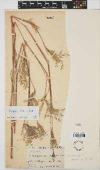 Andropogon huillensis image