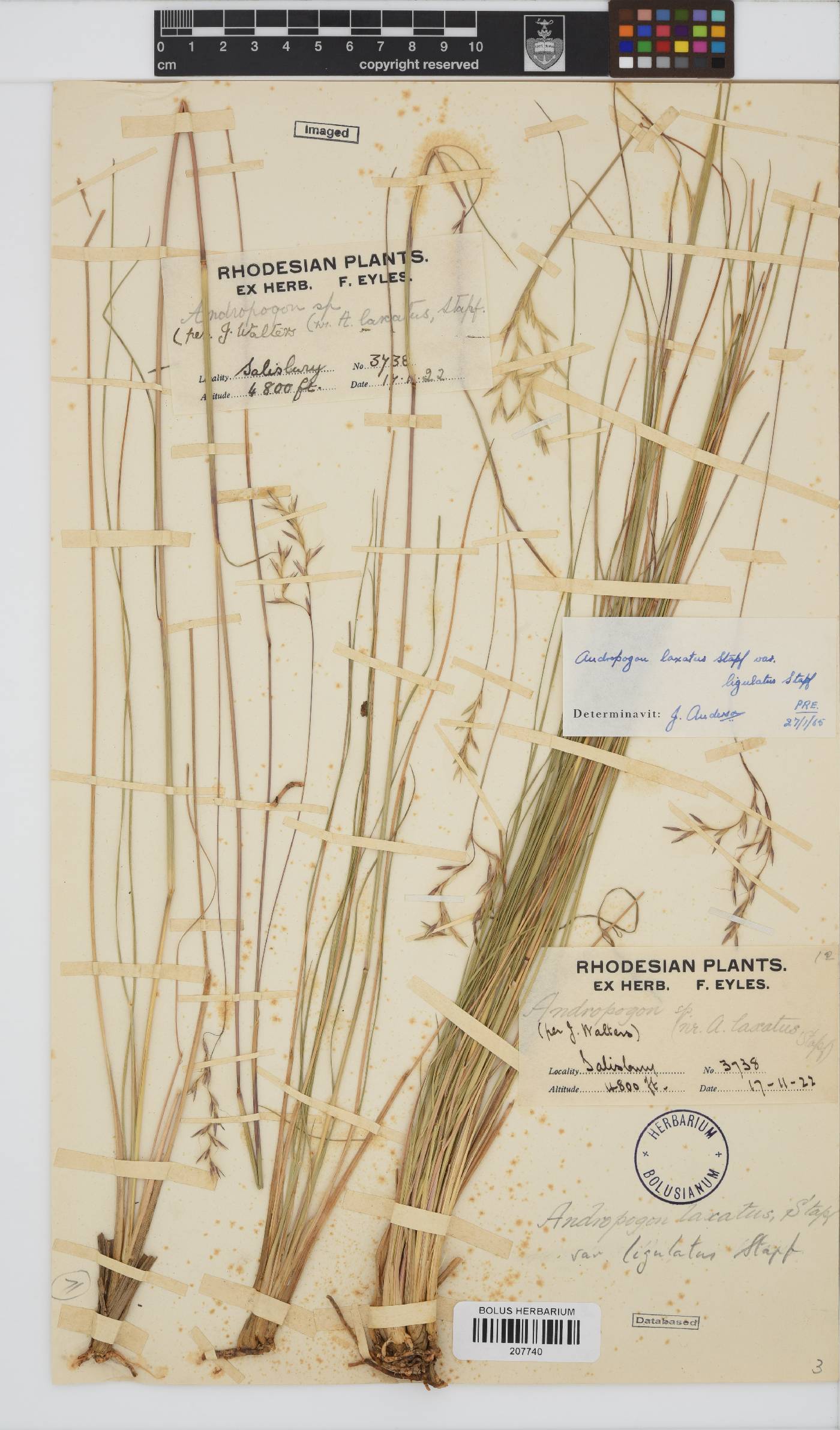 Andropogon laxatus image