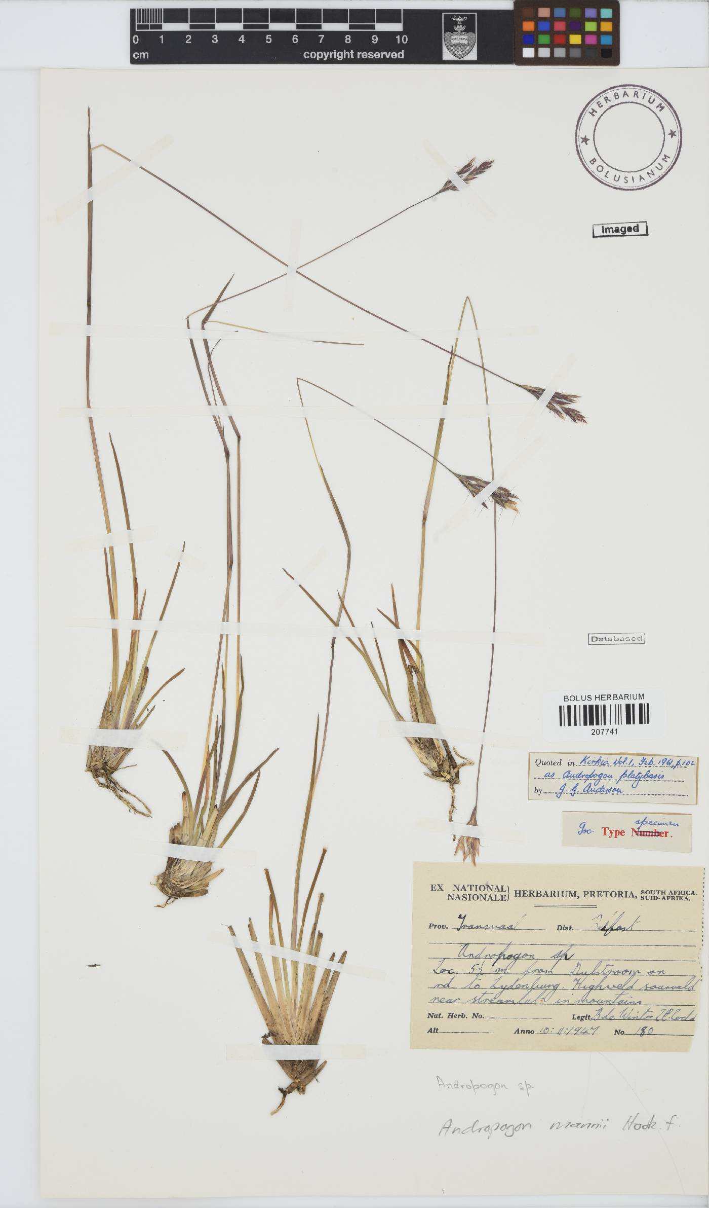 Andropogon mannii image