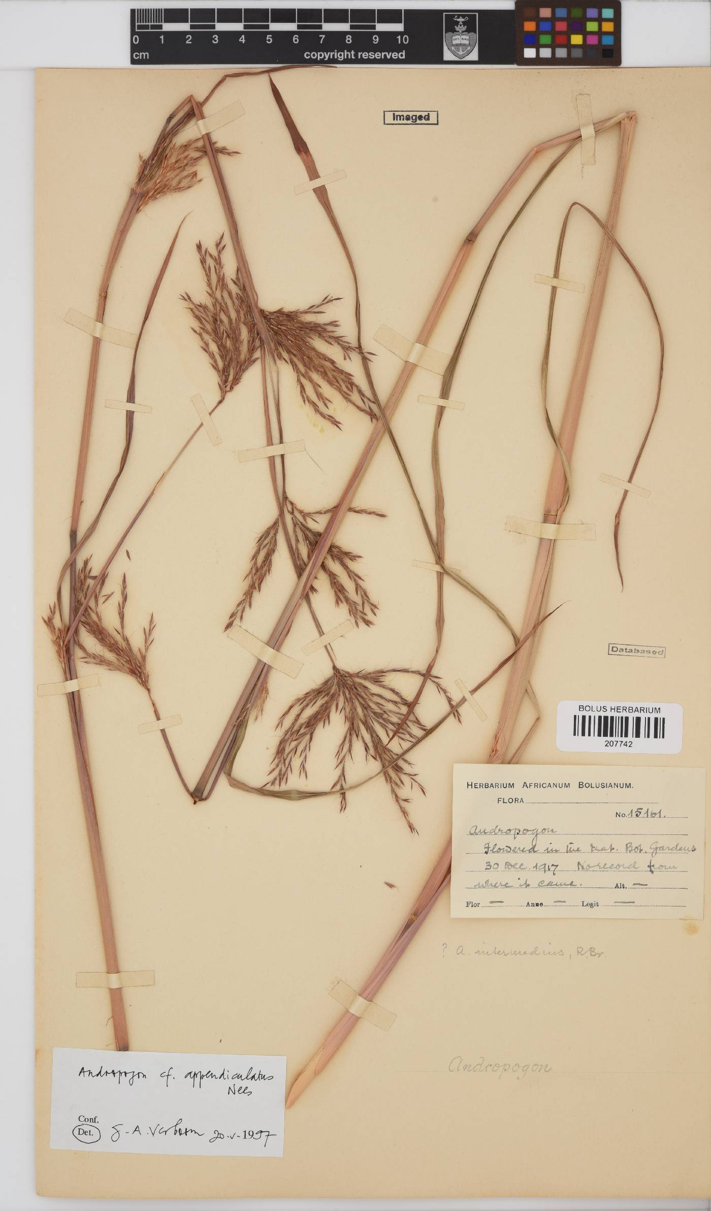 Andropogon image
