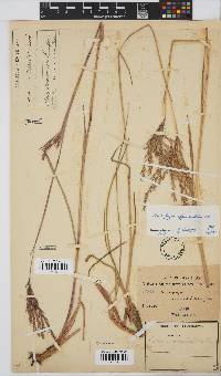 Andropogon appendiculatus image