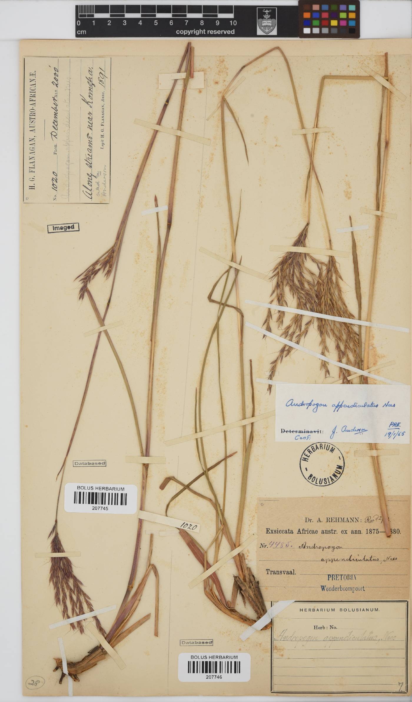 Andropogon image