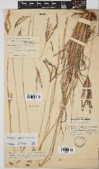 Andropogon appendiculatus image