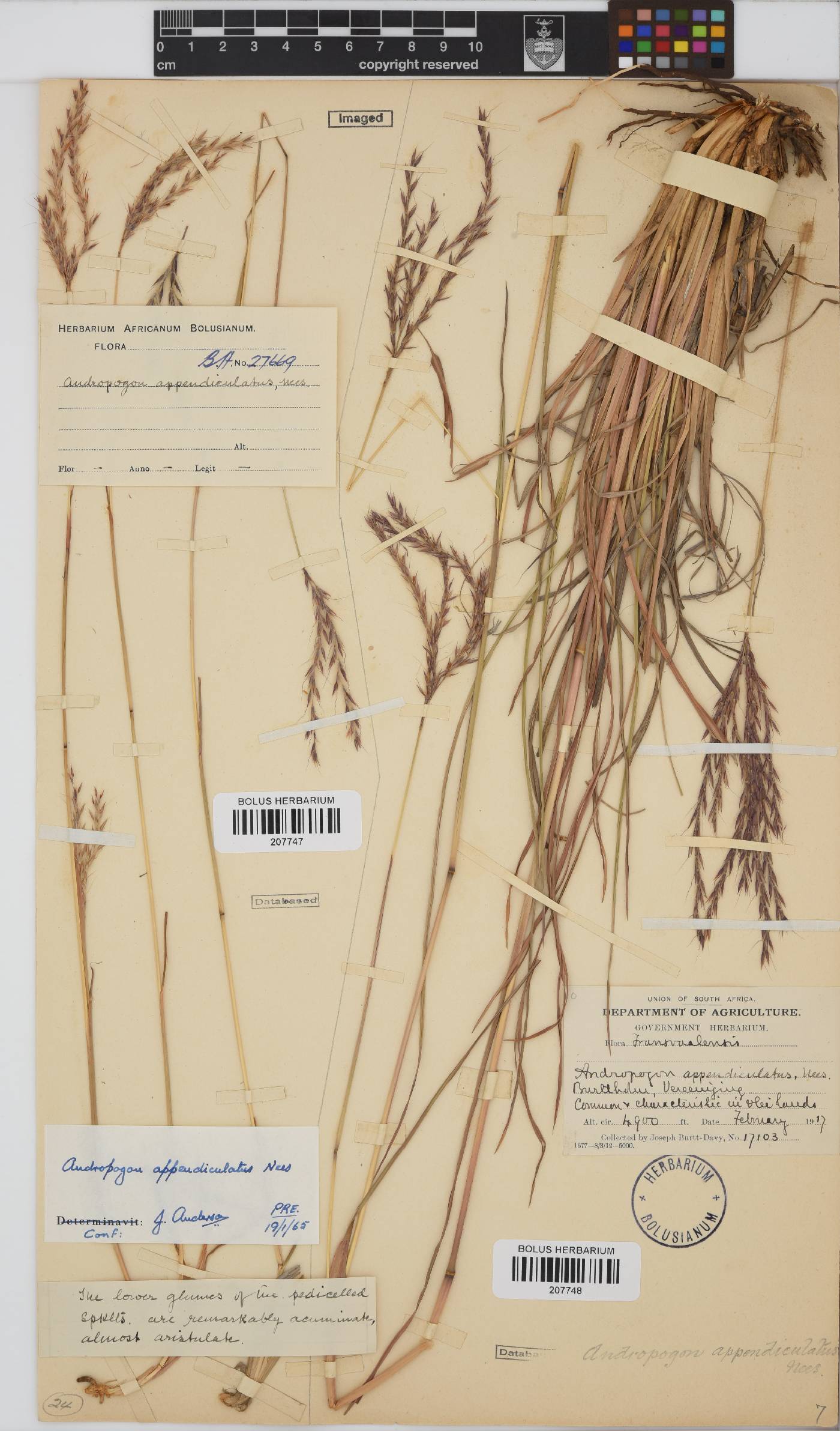 Andropogon appendiculatus image