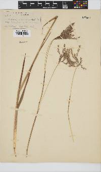 Andropogon appendiculatus image