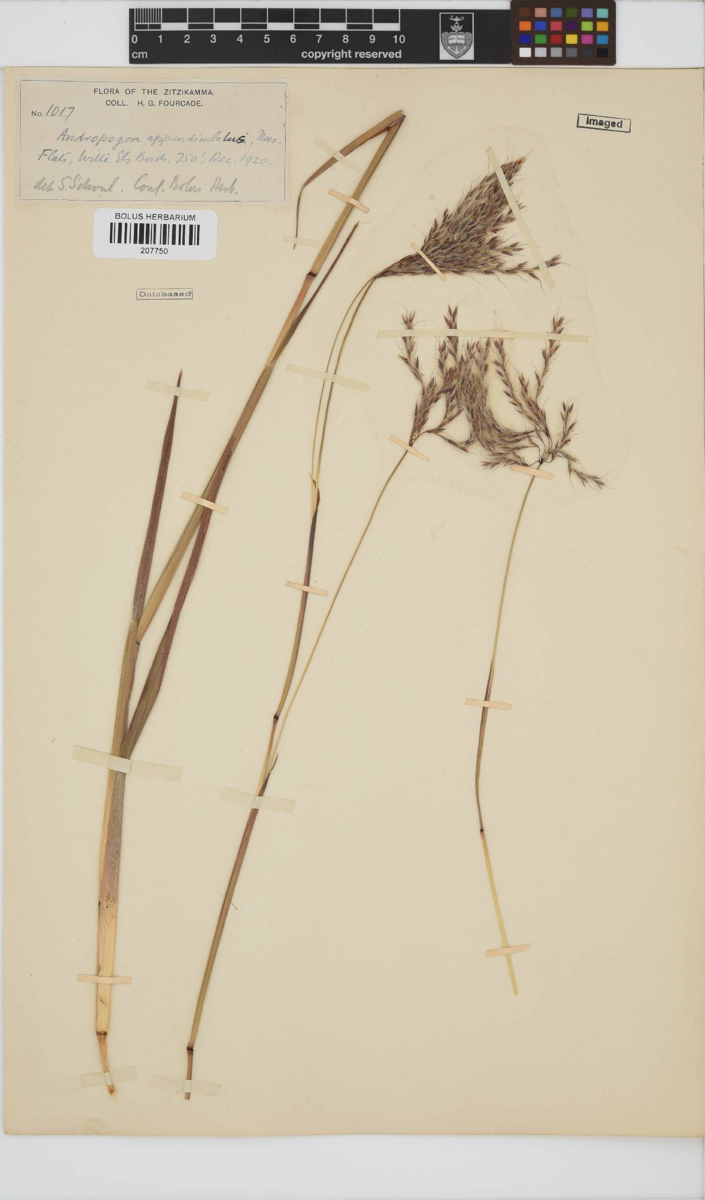 Andropogon image