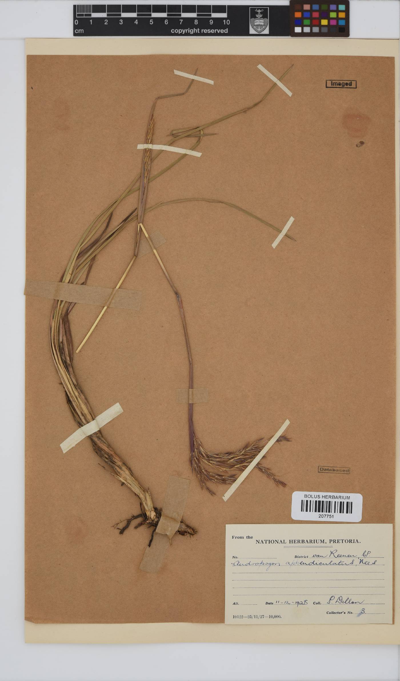 Andropogon image