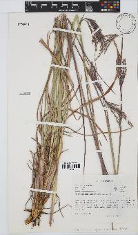 Andropogon appendiculatus image