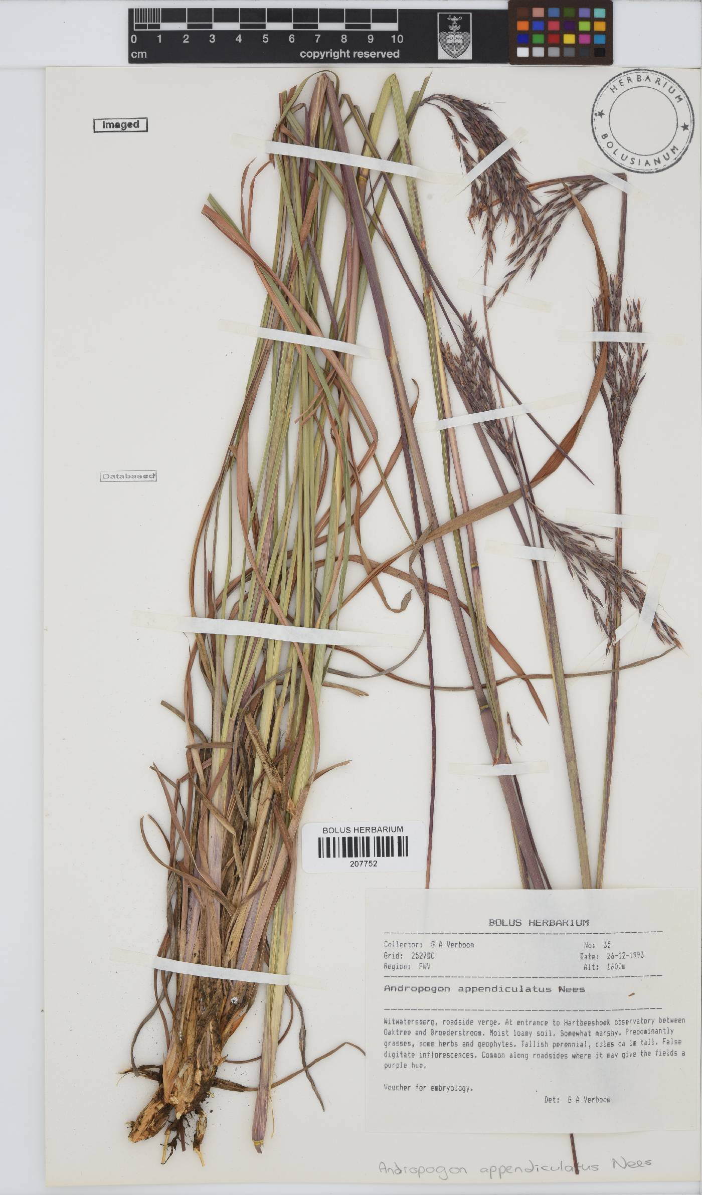 Andropogon image