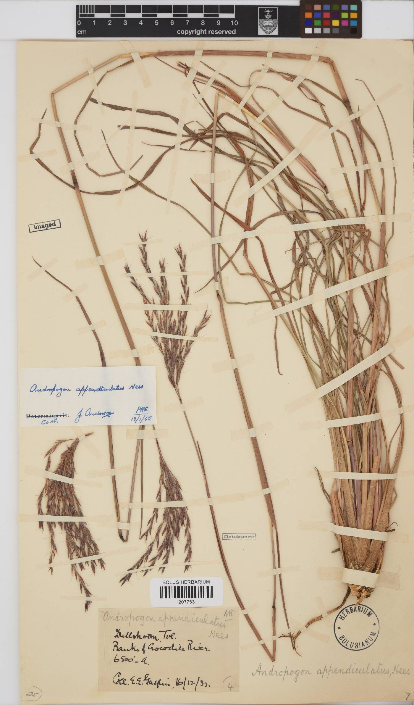 Andropogon image