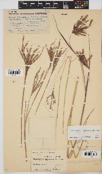 Andropogon appendiculatus image