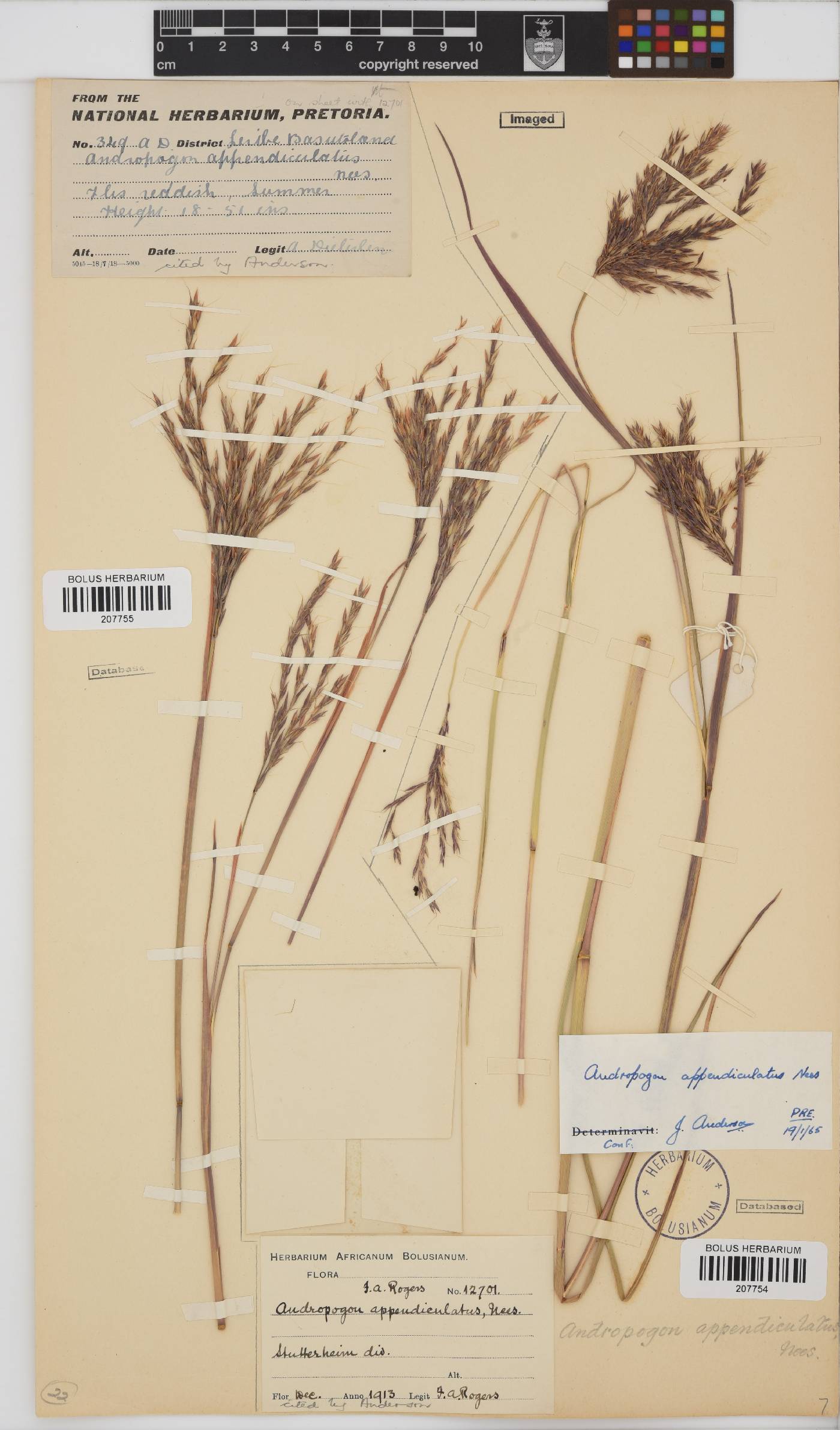 Andropogon image