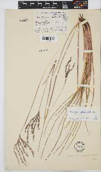 Andropogon appendiculatus image