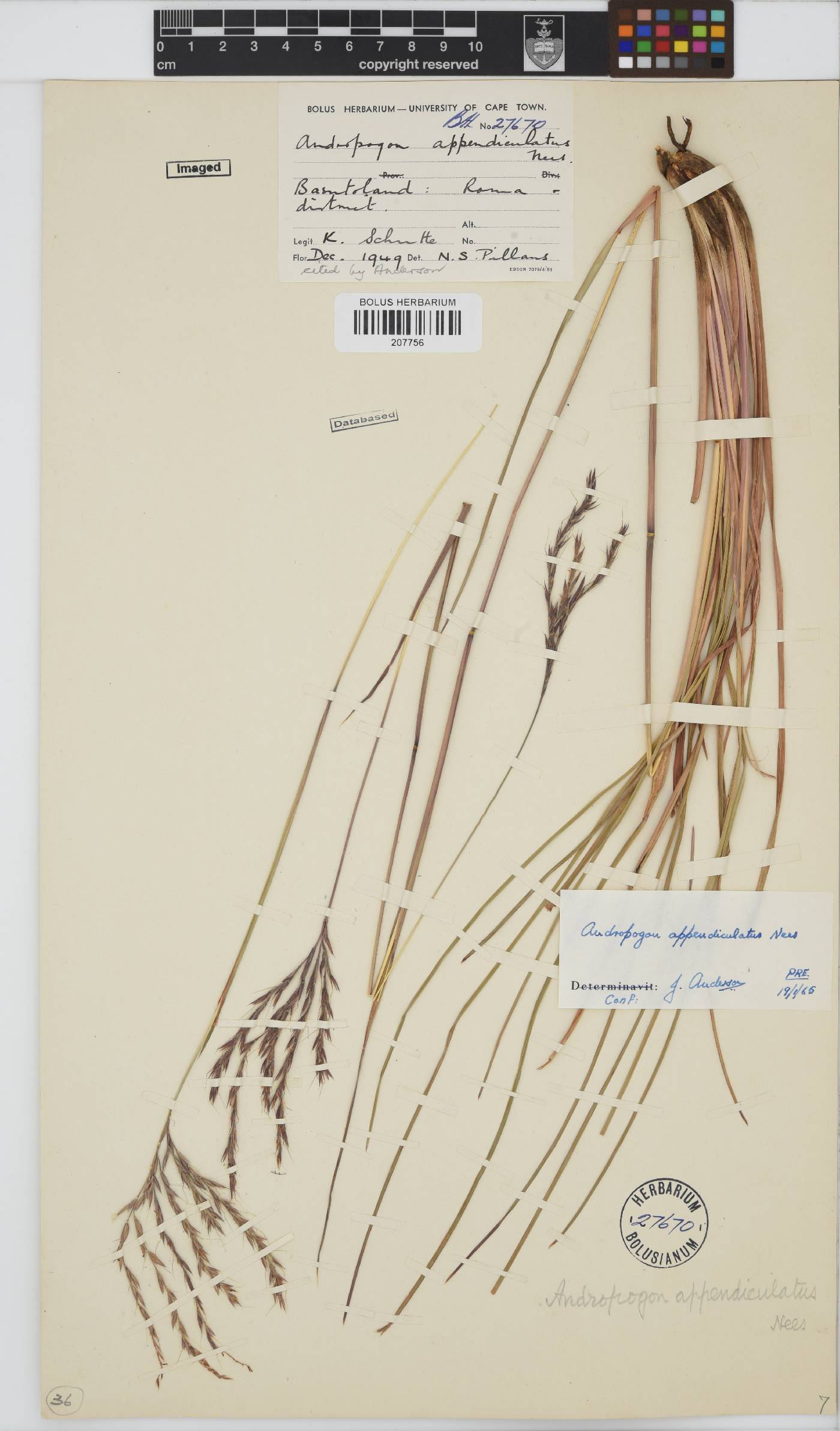 Andropogon image