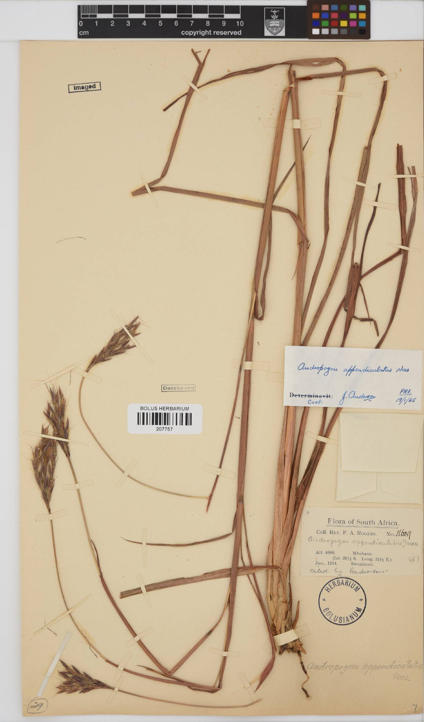 Andropogon image