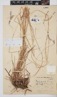 Andropogon appendiculatus image