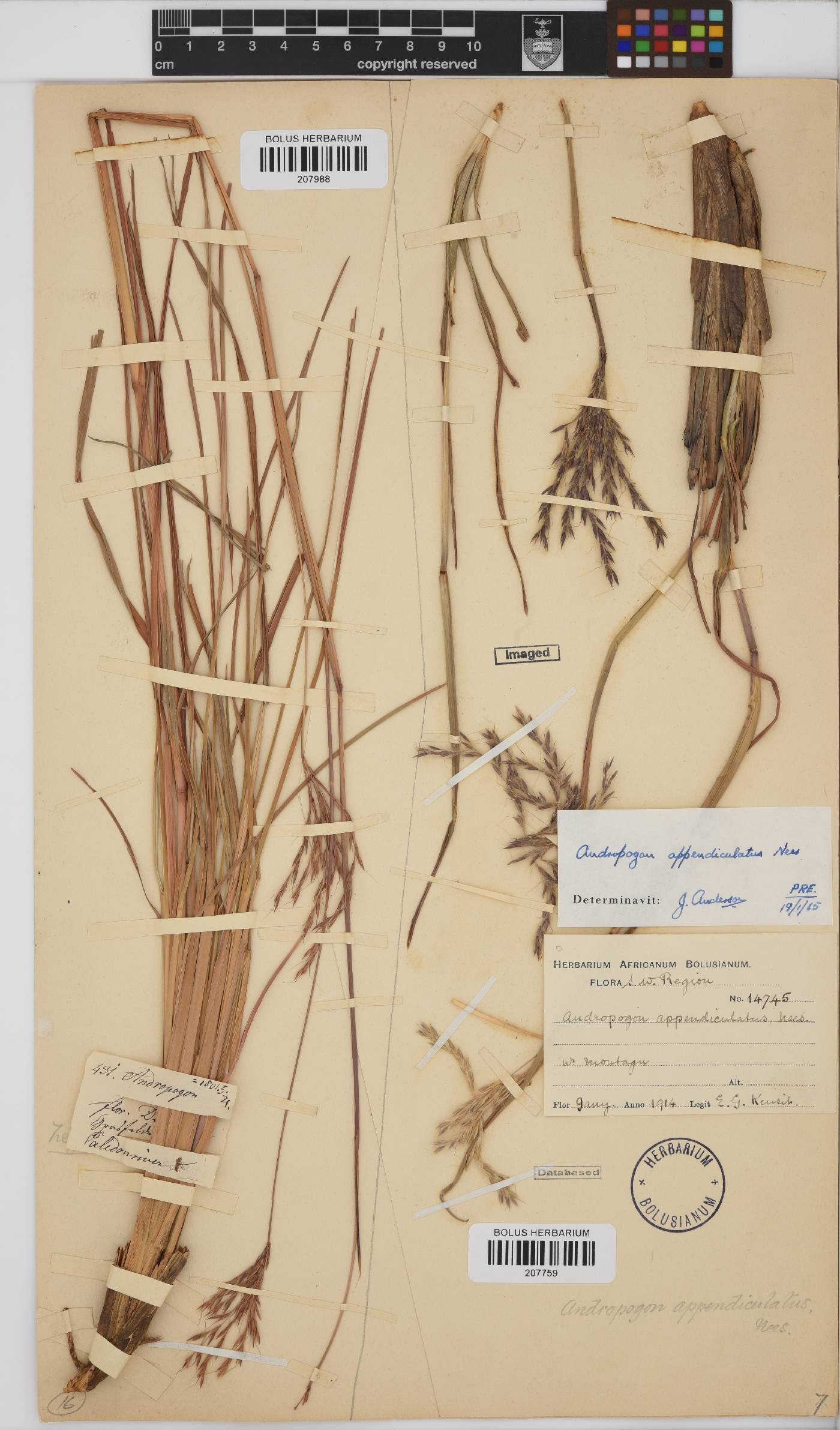 Andropogon image