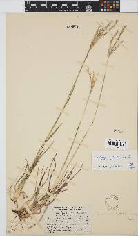 Andropogon appendiculatus image