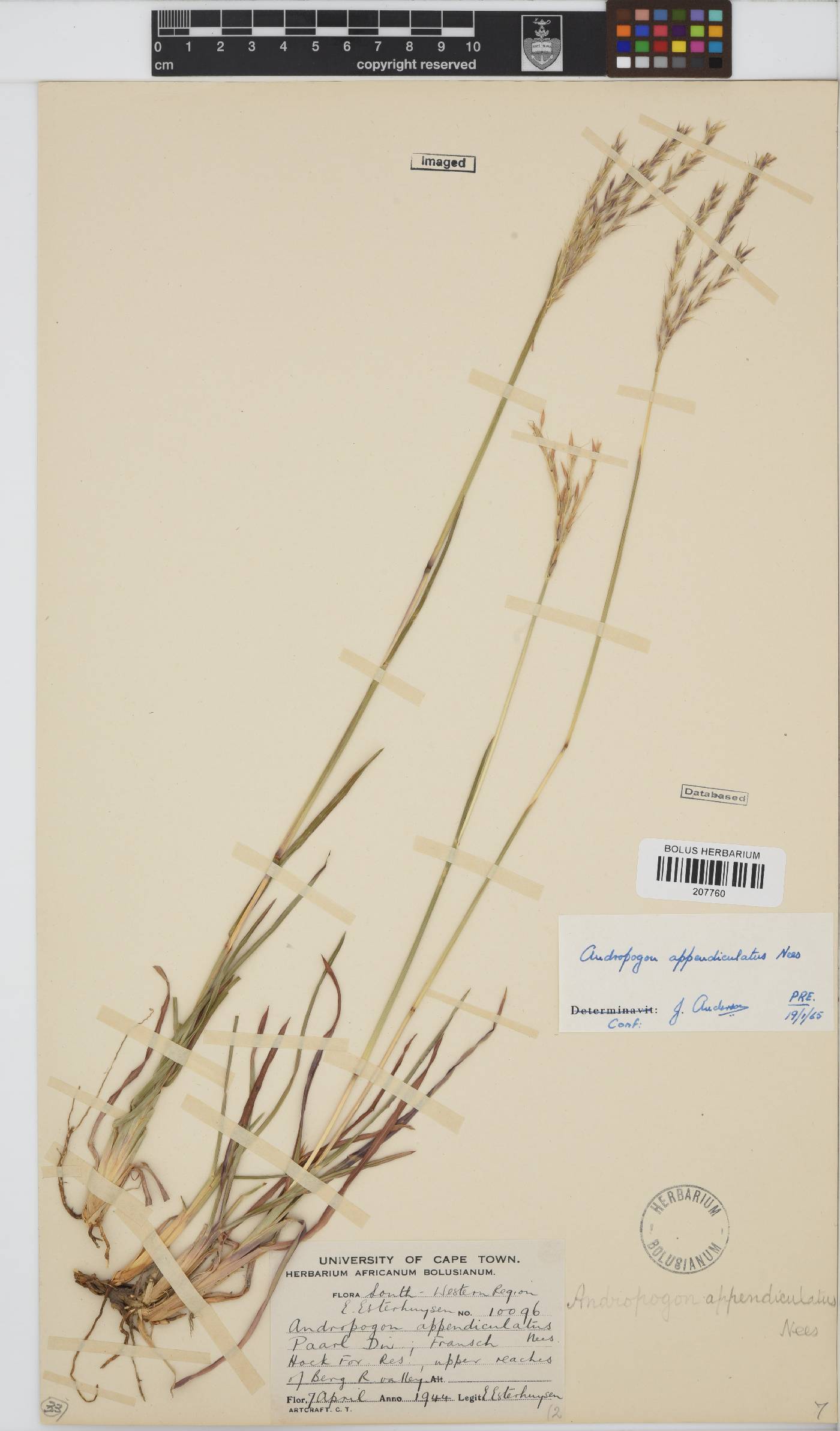 Andropogon image