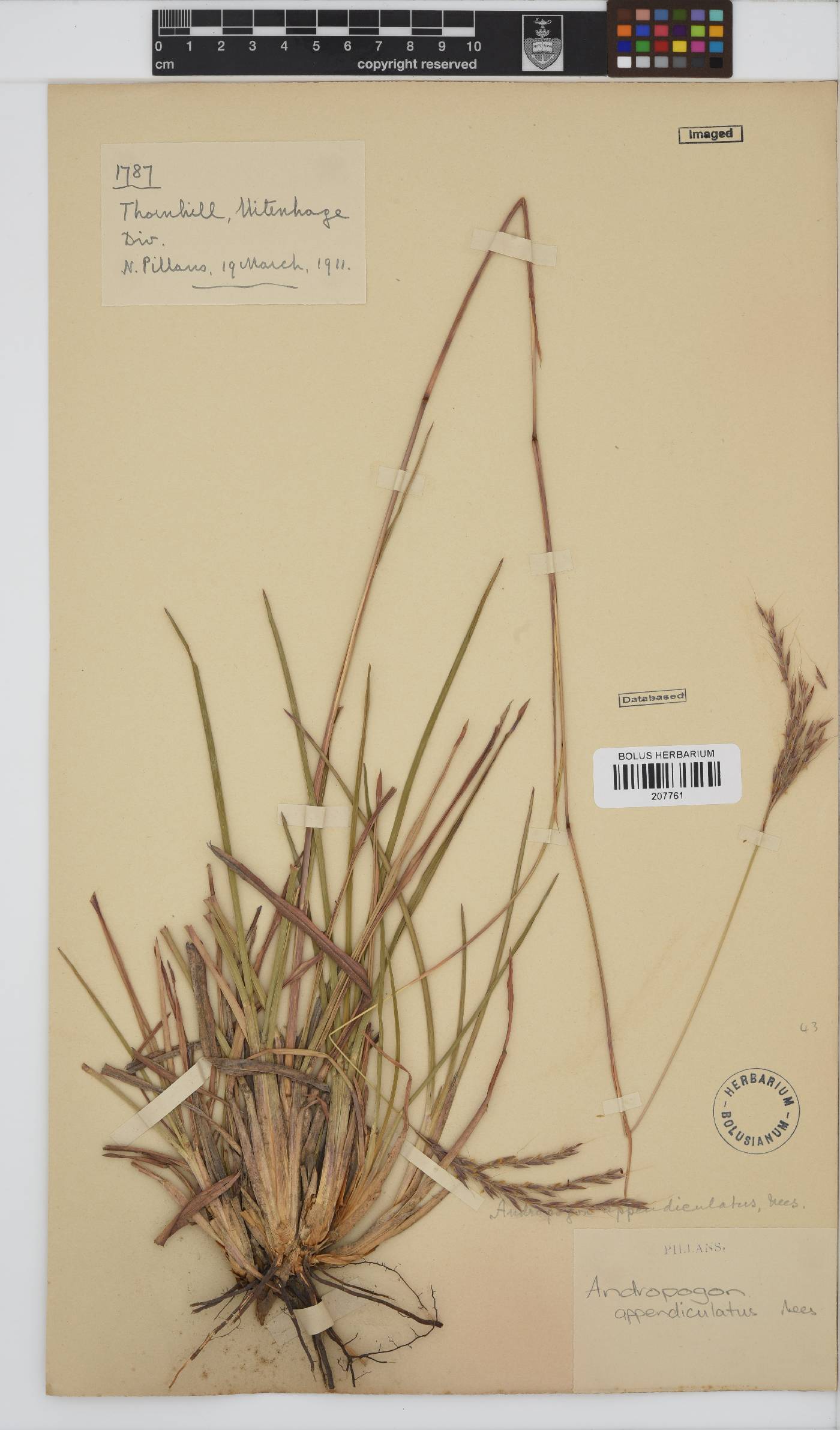 Andropogon image