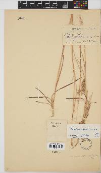 Andropogon appendiculatus image