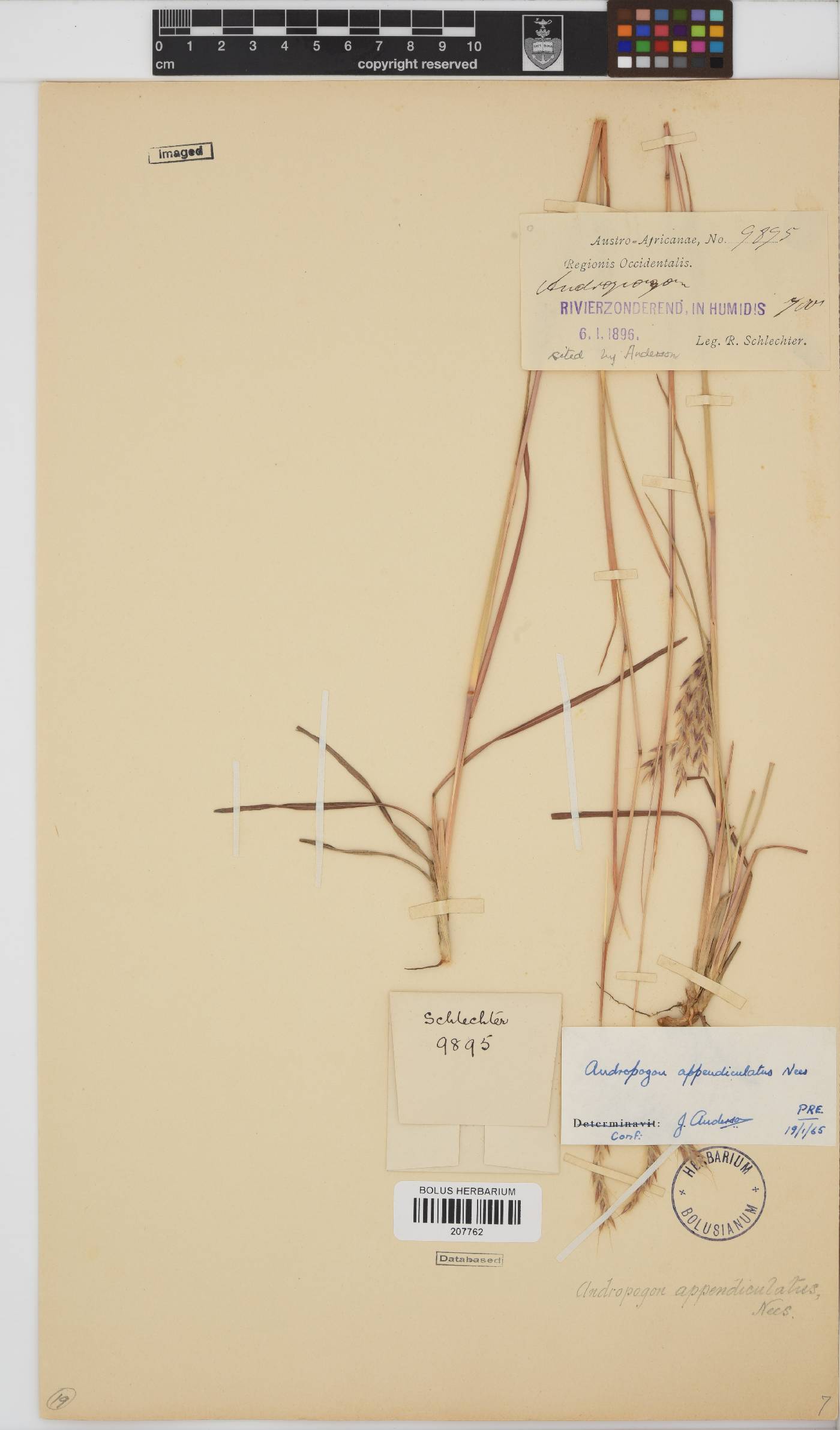 Andropogon appendiculatus image