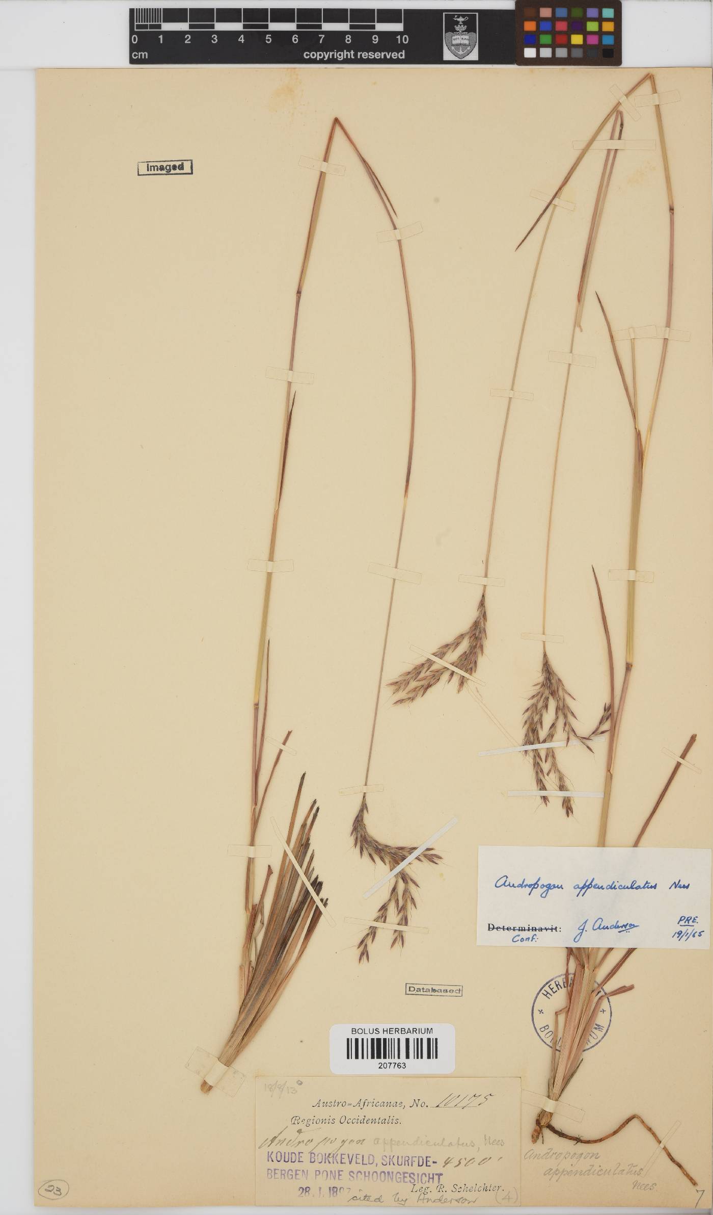Andropogon image