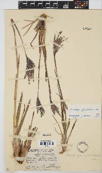 Andropogon appendiculatus image