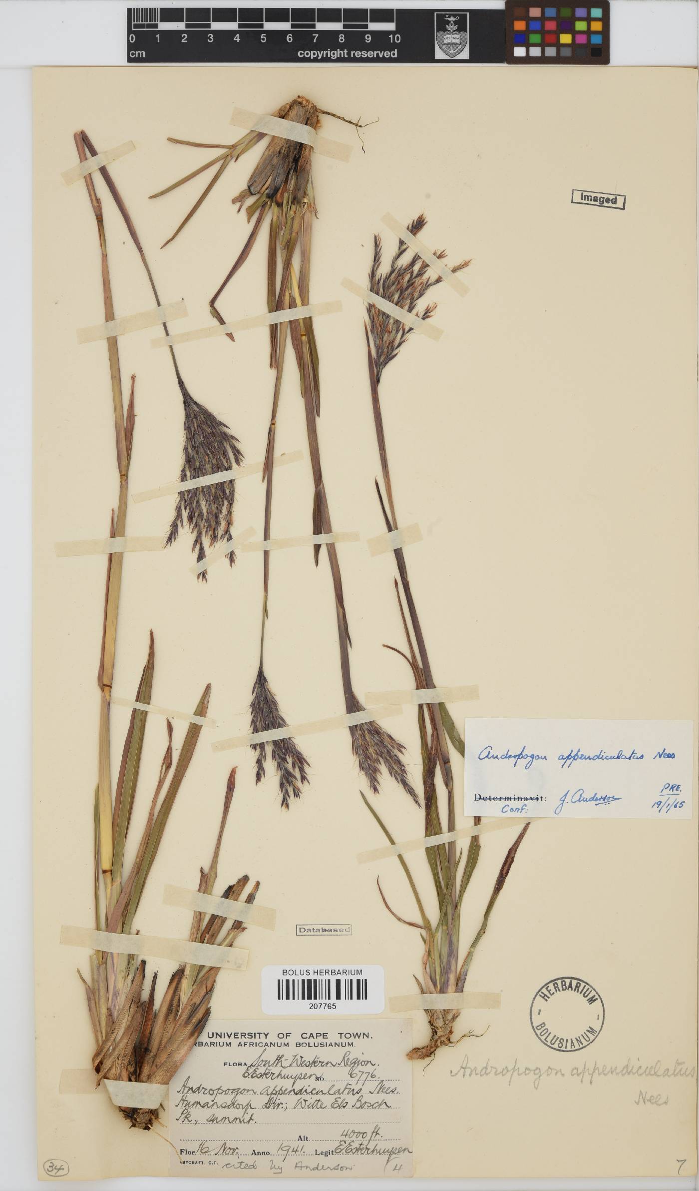 Andropogon appendiculatus image