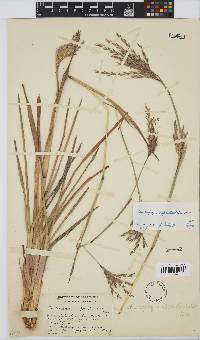 Andropogon appendiculatus image